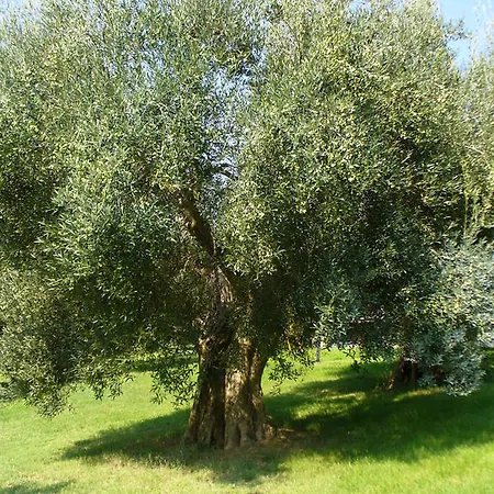 Farma Poggio Del Sole *