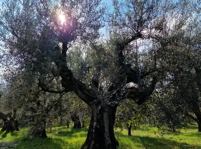 Poggio Del Sole Castiglione del Lago