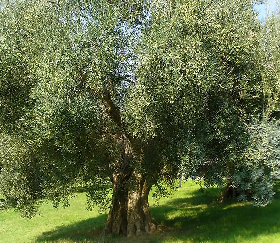 Alloggio per agriturismo Poggio Del Sole *